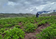 La cosecha en Cochabamba solo avanzó el 20% por falta de combustible