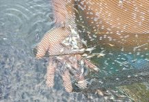 Productores denuncian la muerte de 4 toneladas de peces por falta de combustible