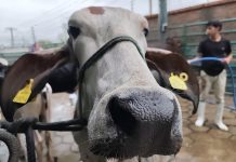 Agropecruz 2025 registra un 17% más en animales participantes