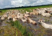 Gobierno calcula que 64 mil hectáreas de cultivos y más de 350 mil cabezas de ganado han sido afectadas por las lluvias