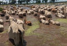 Reportan la pérdida de 40 mil hectáreas de cultivos y 2.000 cabezas de ganado