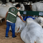 Ganaderos exigen levantar restricción a exportaciones