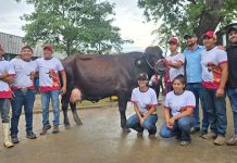 Con 266,2 kilos de leche, Ivanete FIV Zamboni es la vaca más lechera de Agropecruz