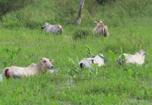Declaran prioridad la atención de emergencias en Bolivia por lluvias, que dejan 52 muertos