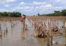 Inundaciones sin precedentes: El agro enfrenta la pérdida de 500,000 hectáreas de cultivos, advierte la CAO