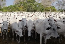 Bolivia será declarada libre de fiebre aftosa sin vacunación y se abrirán más puertas para la exportación de carne