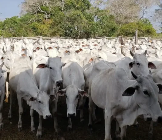 Bolivia será declarada libre de fiebre aftosa sin vacunación y se abrirán más puertas para la exportación de carne