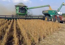 Reportan que la cosecha de soya llegó al 45%, cuestionan a la CAO y le piden no alarmar
