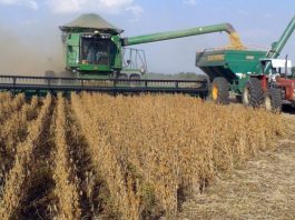 Reportan que la cosecha de soya llegó al 45%, cuestionan a la CAO y le piden no alarmar